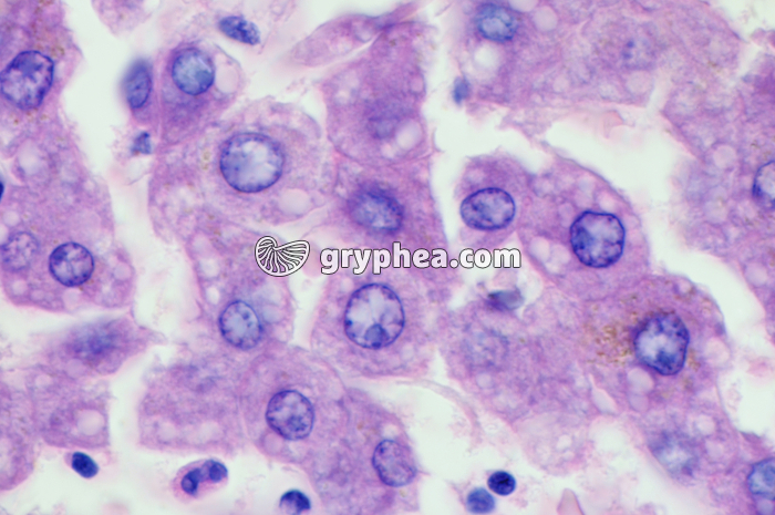 Foie humain x200 - gryphea.org